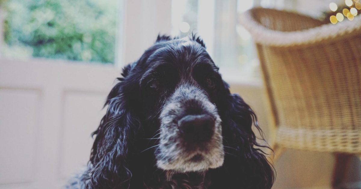 Ummetus koiralla oireet ja hoito FirstVet