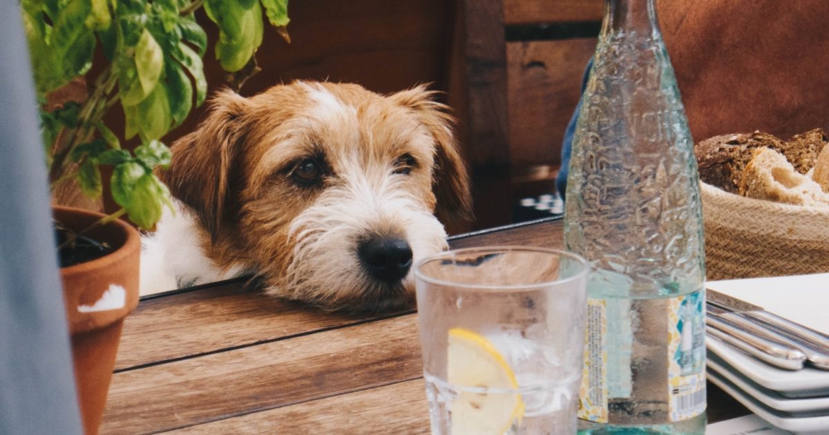 Dein Hund trinkt viel? Was das bedeutet & was du tun kannst FirstVet
