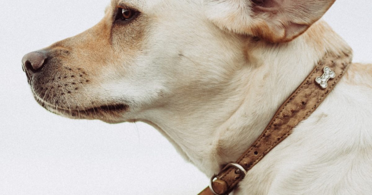 Seborrhoea Why is my dog’s coat oily and smelly? FirstVet