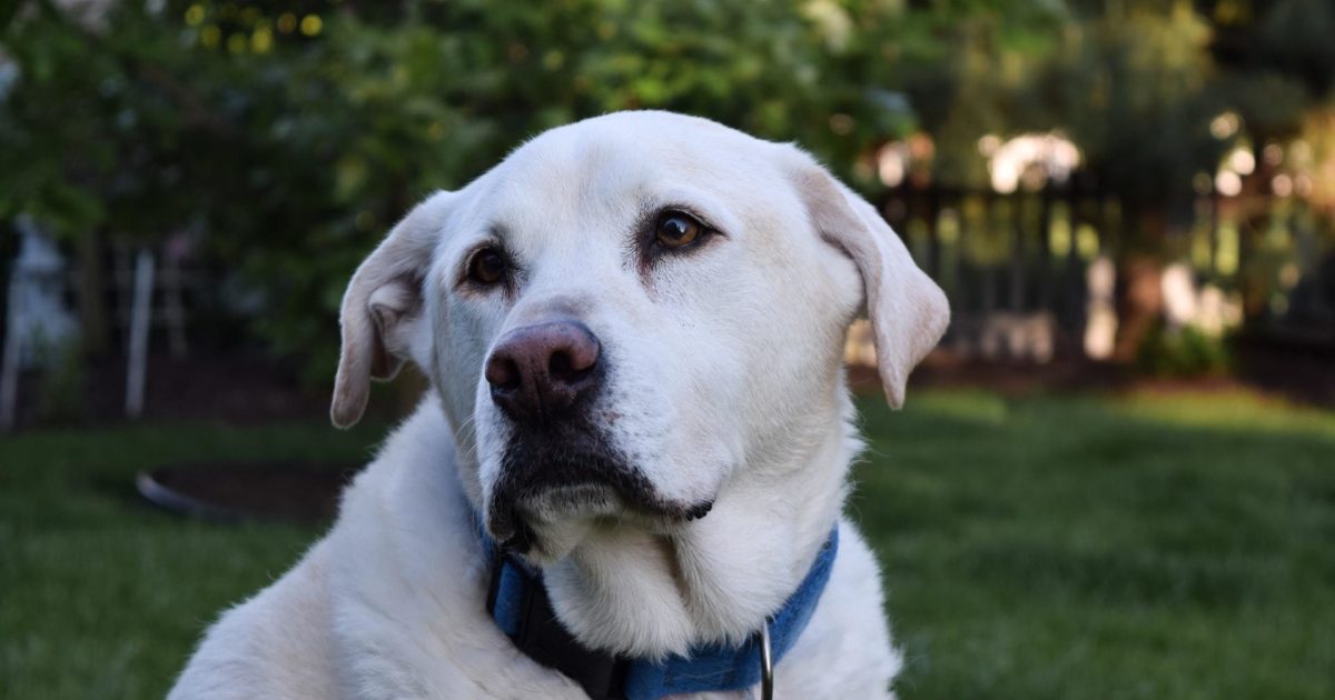 How to Care for a Dog with Laryngeal Paralysis FirstVet