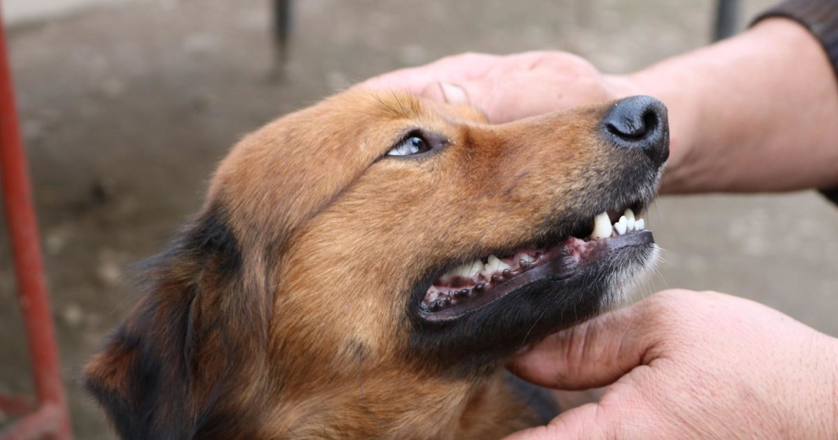 Loose or Missing Teeth in Dogs Causes, Symptoms & Treatment FirstVet