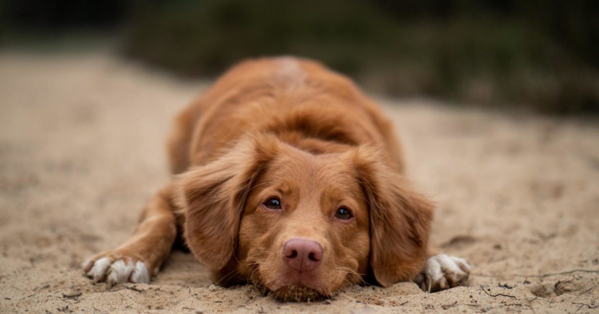 Why did my dog's nails change color? | FirstVet