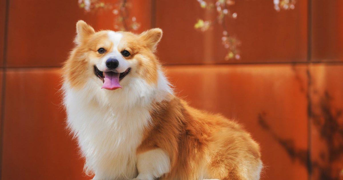 Philodendron Toxicity in Dogs and Cats | FirstVet