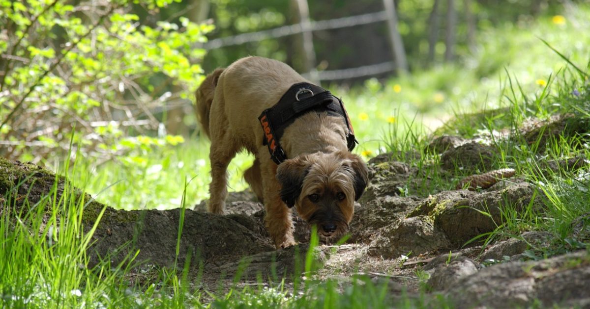 how do you train a dog to smell