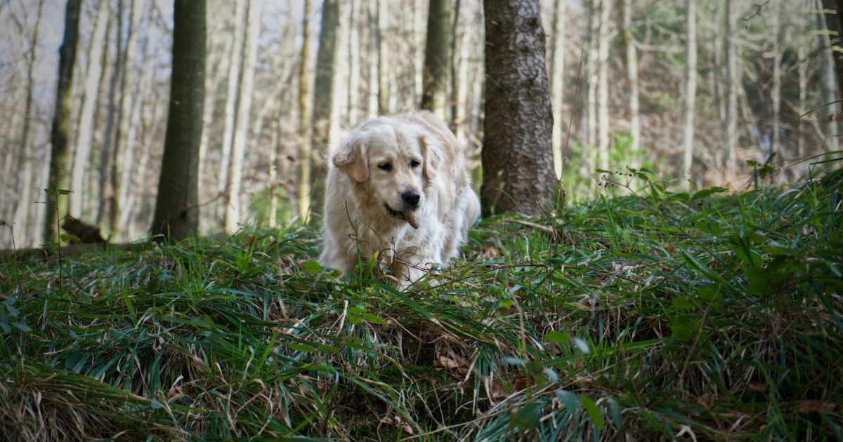 Tips to Protect Your Pet From Snake Bites FirstVet