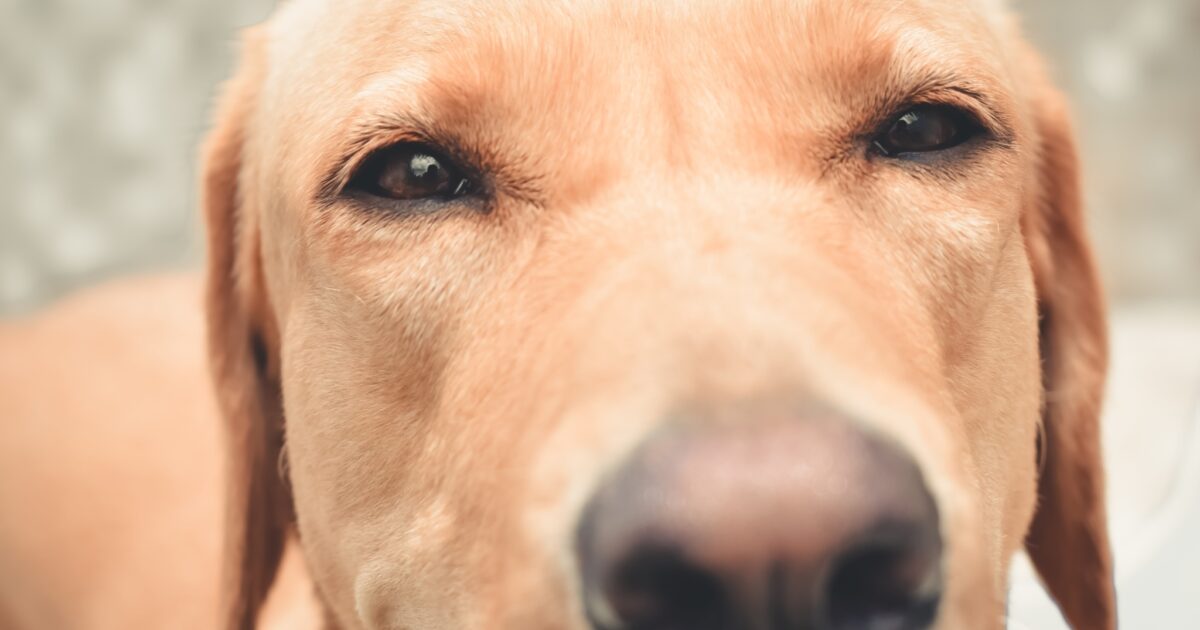 Rückwärtsniesen Hund Hört Nicht Auf firstvet.com