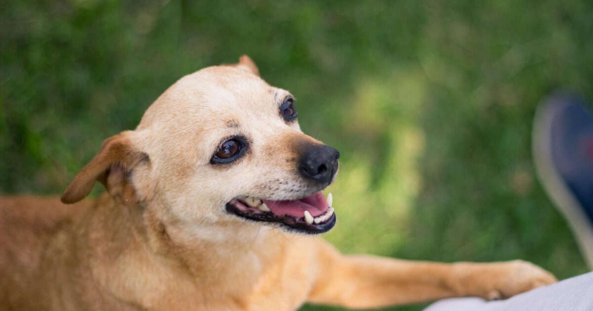 Why does my dog have a swollen paw? FirstVet