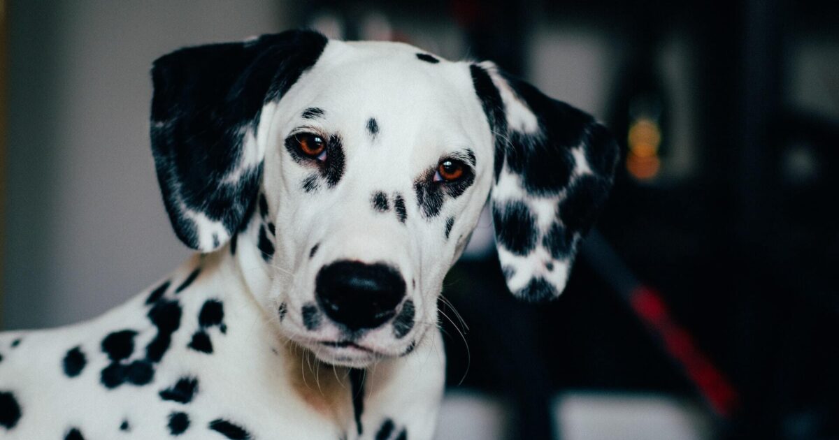 Crystals in dog shops urine treatment