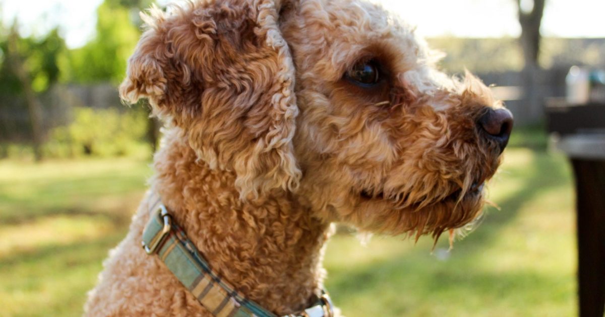 What to Do if You Find Worms in Your Dog’s Stool FirstVet