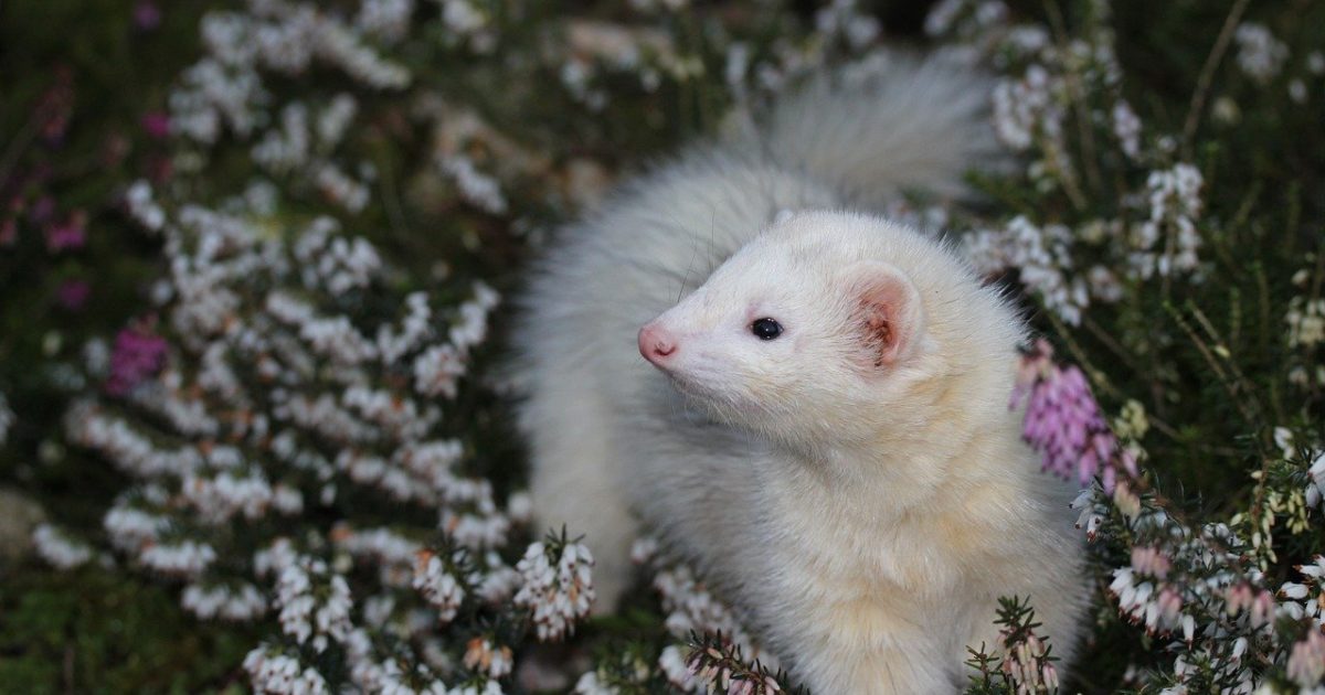 Symptoms and Treatment of Adrenal Disease in Ferrets FirstVet