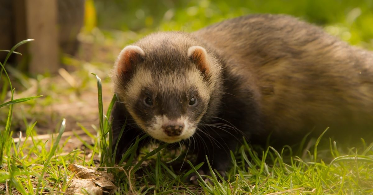 Best flea treatment for ferrets hotsell