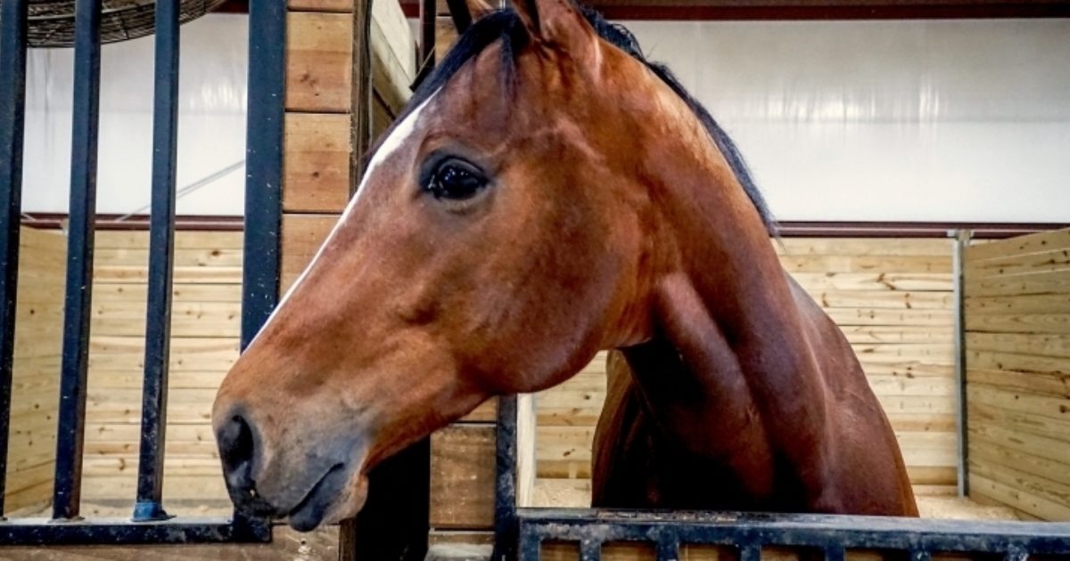 Hevosen jännevammat oireet ja hoito FirstVet