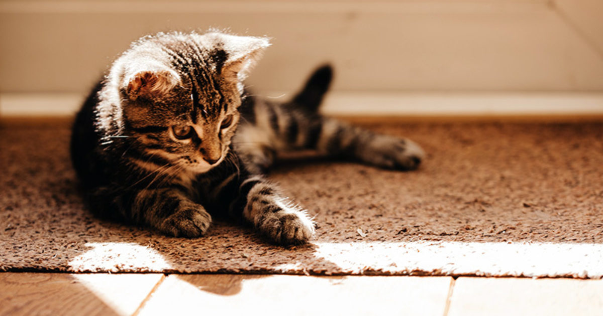 Kitten eingewöhnen 10 Tipps für den gelungenen Einzug FirstVet