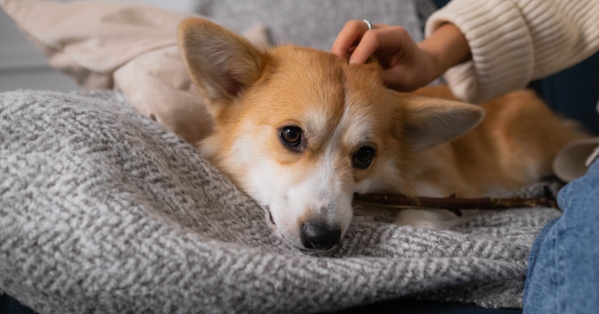 Why did my dog's eye color changing? FirstVet