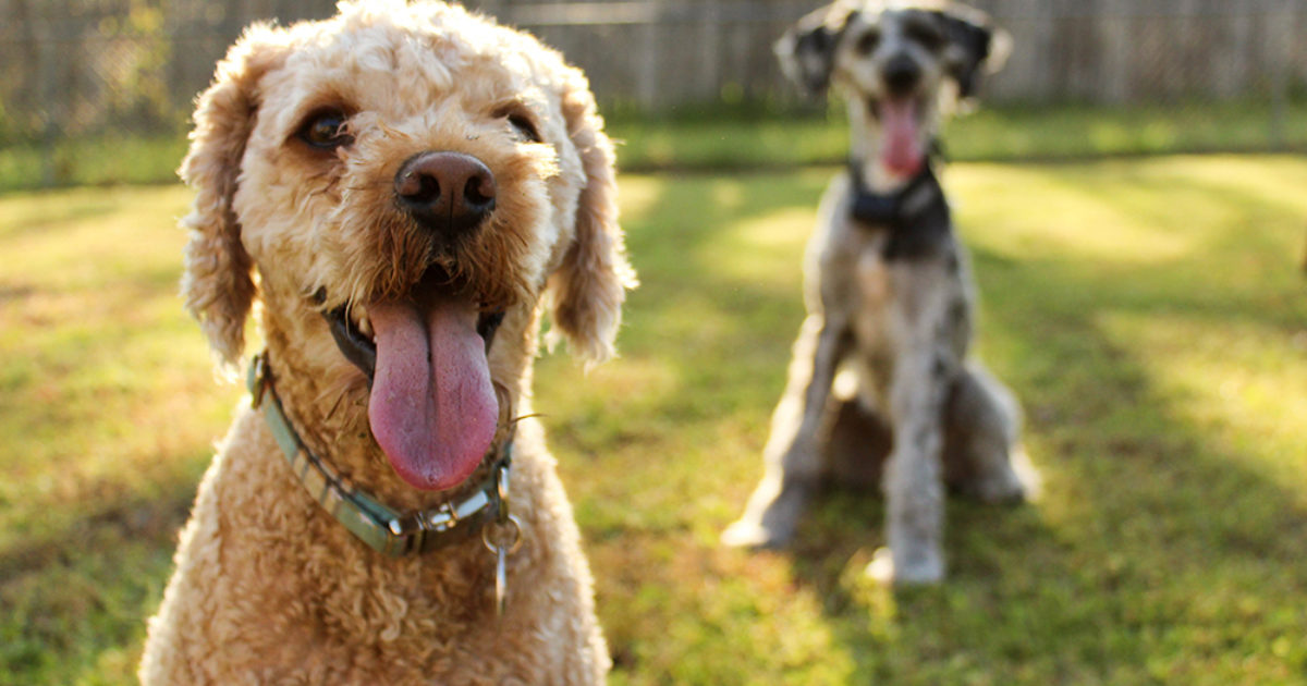 Munuaisten vajaatoiminta koiralla oireet ja hoito FirstVet