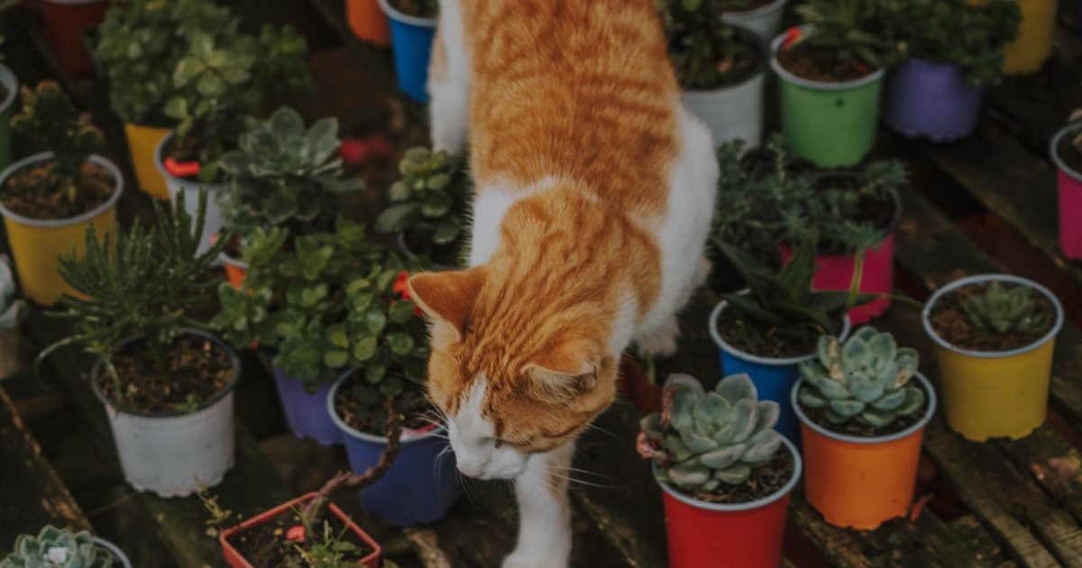 Cat Approved NonToxic Plants and Flowers FirstVet