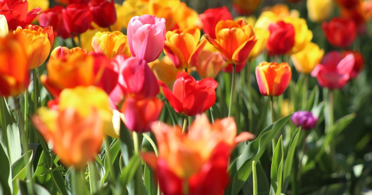 Are Tulip Bulbs Poisonous to Dogs? Discover the Truth!
