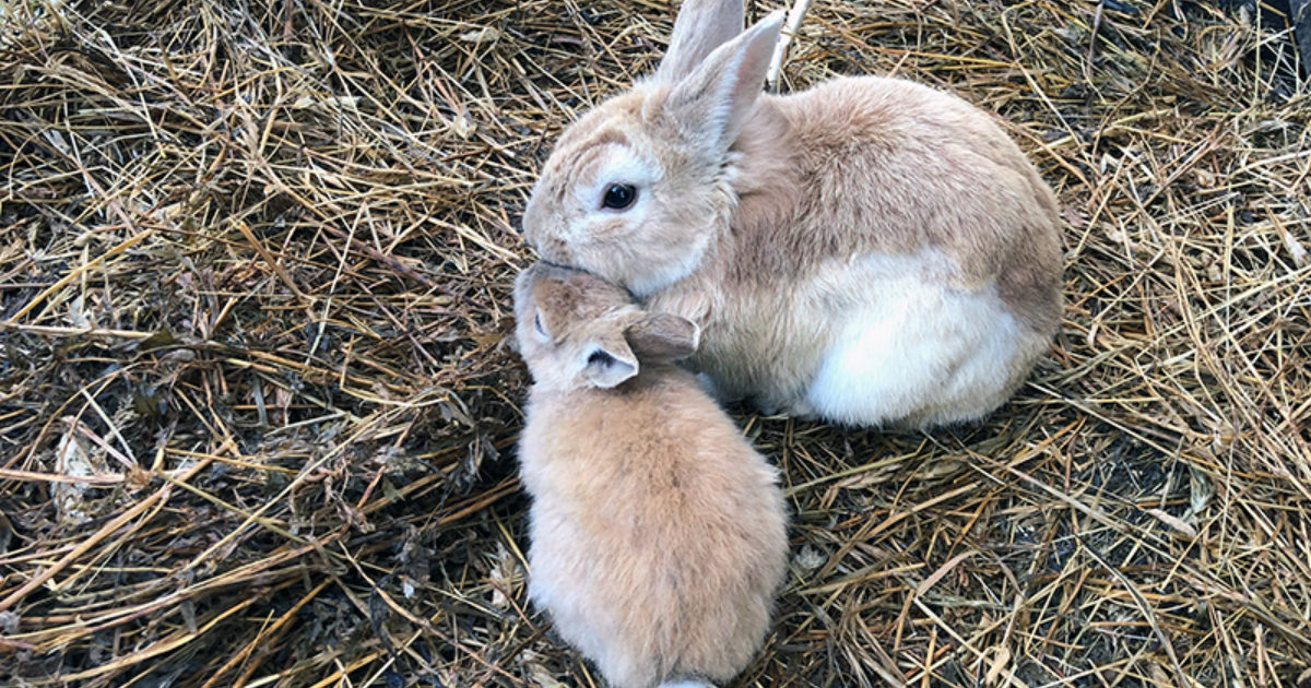 Maggots In Rabbits Flystrike in rabbits | FirstVet
