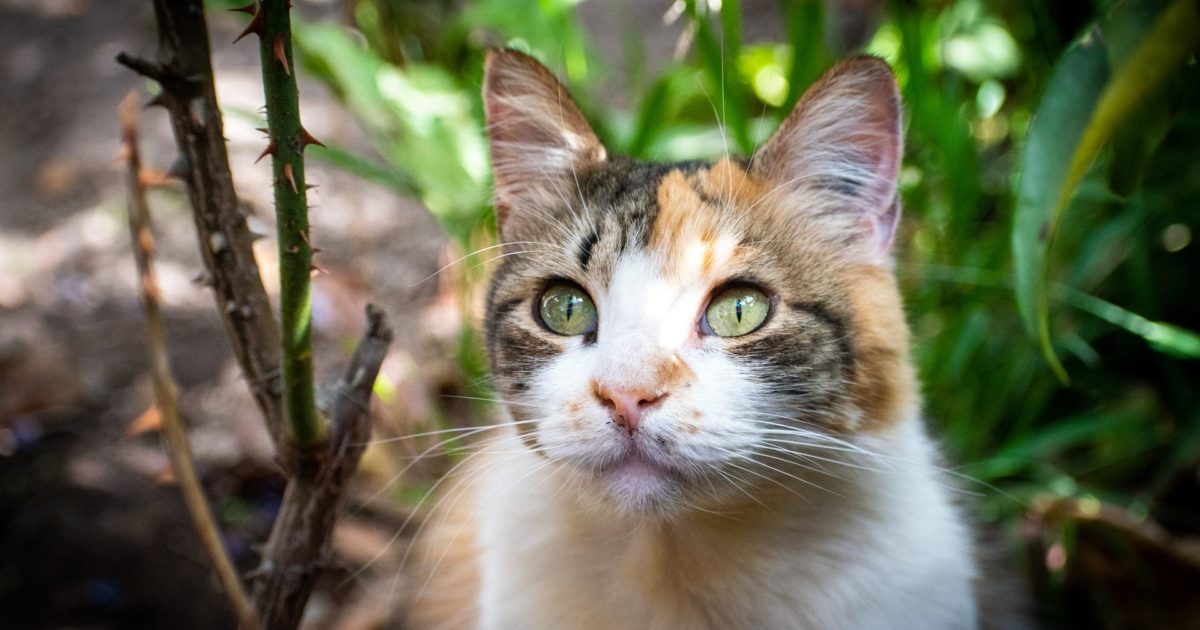 Help! My pet has ringworm! What should I do? FirstVet