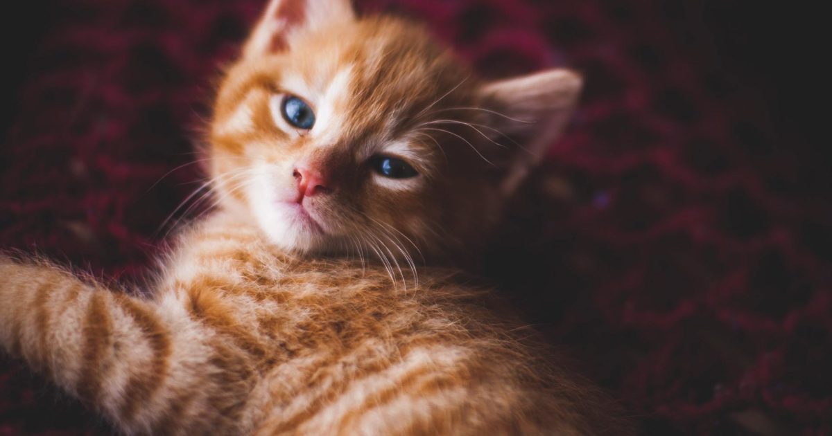 Common Causes and Treatment for Sneezing in Cats | FirstVet