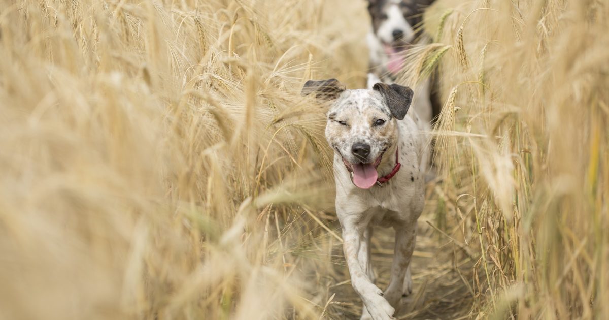 What To Do If Your Dog Has Lice FirstVet