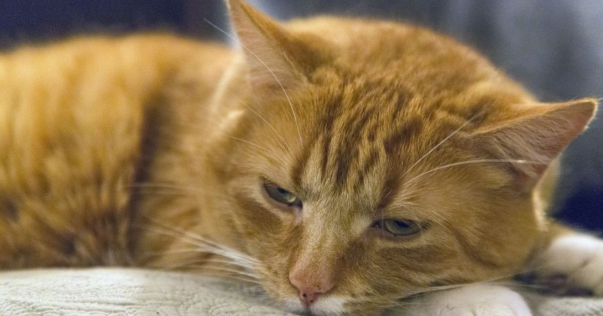 Warum hat meine Katze Blut im Urin? FirstVet