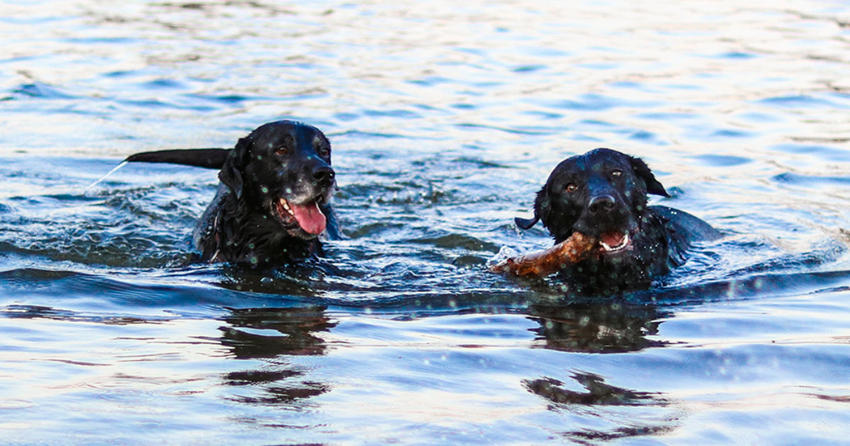 Water tail syndrome in dogs FirstVet