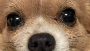 Koiran näkökyky ja yleisimmät näköön vaikuttavat sairaudet