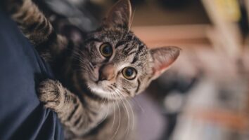 Diabetes bei Katzen: Wie erkennen & behandeln?