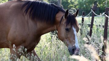 Seasonal Allergic Rhinitis in horses: What to look for and how to manage it