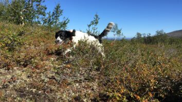 3 Great Outdoor Activities to Enjoy with Your Dog