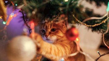 How not to spend Christmas with your vet: Christmas dangers for pets and how to avoid them