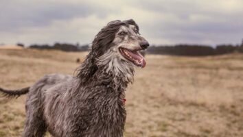 Hermafroditism/onormal könsutveckling hos hund