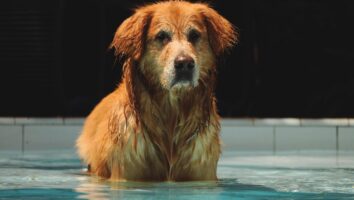 First Aid for Drowning Pets