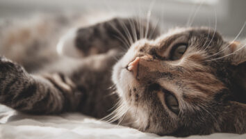 Choosing the right cat breed﻿ for you