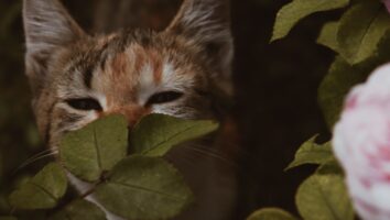 Common Ear Problems in Cats