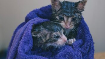 Grooming Tips and Coat Care for Your Cat