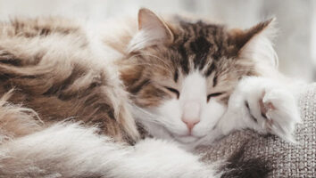 Husten bei Katzen: Ursachen, Symptome & Therapie