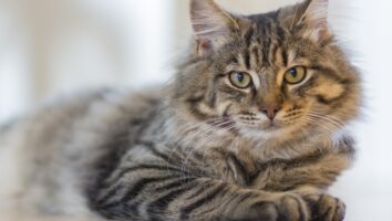 Vomiting and diarrhoea in cats
