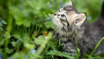 Causes of Yellow/Green Discharge from Your Cat’s Nose
