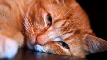Leukose bei Katzen: Symptome, Behandlung & Lebenserwartung