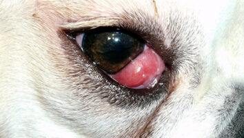 Cherry eye (kirsikkasilmä) koiralla