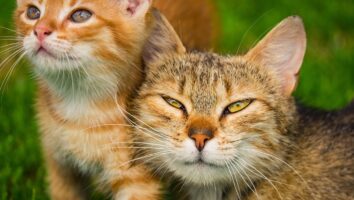 Common Diseases in Cats