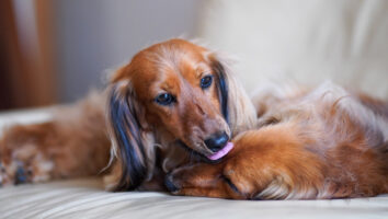 Cushing Syndrom bei Hunden: Symptome, Behandlung & mehr