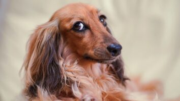 5 Tipps um deinen Hund Indoor zu beschäftigen