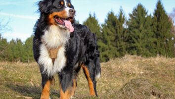 Discoid Lupus Erythematosus in Dogs