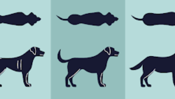 Body Condition Scoring (BCS) for Dogs and Cats