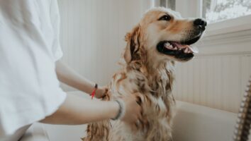 Grooming Tips and Coat Care for Your Dog