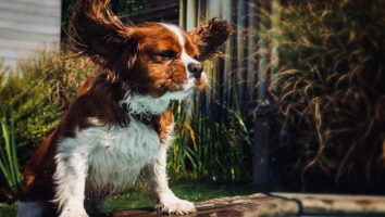 10 Facts About Your Dog's Ears