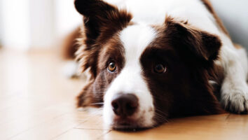 Hot Spots (Moist Dermatitis) in Dogs